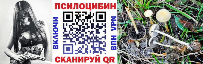 как найти закладки  Королёв  Псилоцибиновые грибы Cubensis 